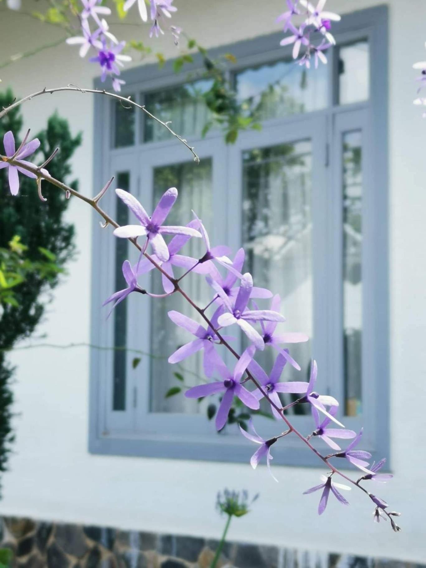 Tia Du Villa Homestay 달랏 외부 사진